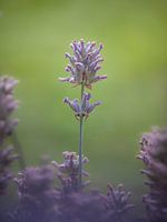 Sanftes Lila in der Stille