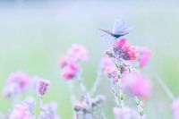 Bleu chiné sur chiné