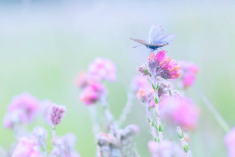 Heather blue on heather by Desiree Adam-Vaassen