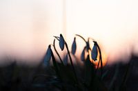 Snowdrops in the sunset