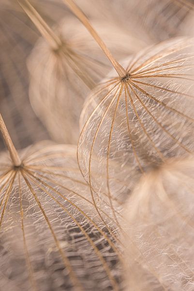 Wood colored fluff of a morning star hangs in the light by Marjolijn van den Berg