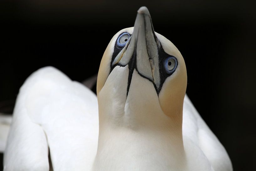 Portrait of a Gannet by Edwin Butter