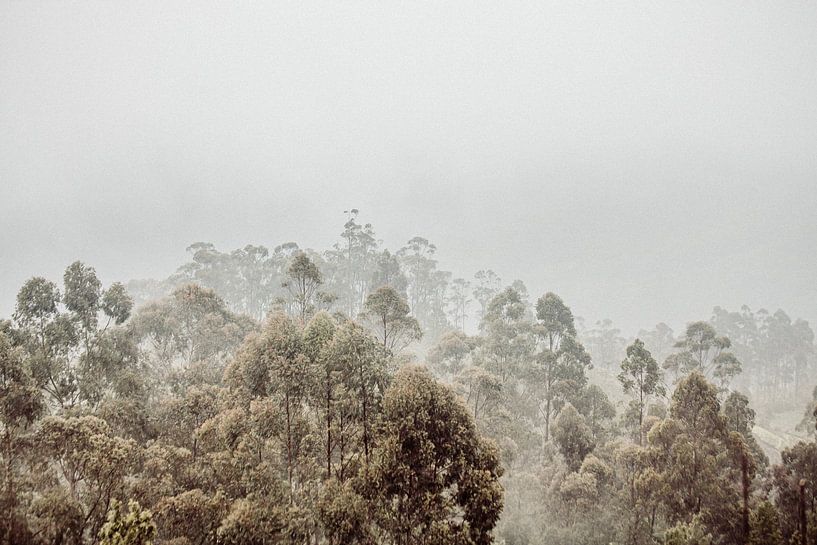 In den Wolken bei Liptons Seat in Haputale, Sri Lanka von Rebecca Gruppen