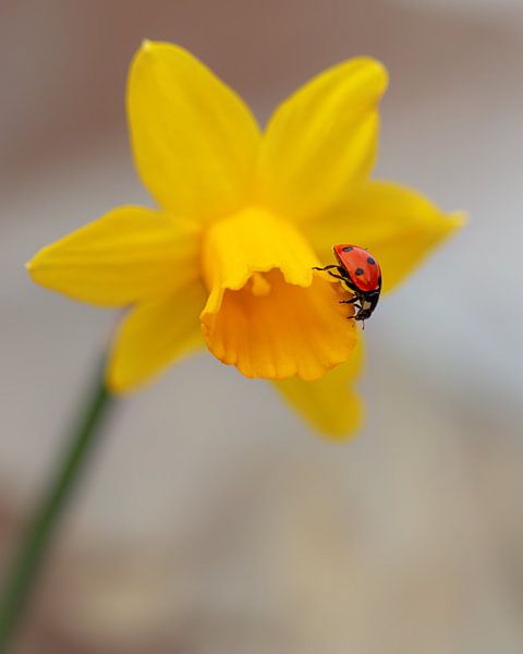 Ladybird on Daffodil by Marga Vroom