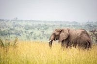 Elephant / African landscape / Nature photography / Uganda