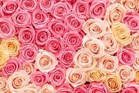 Rosen sind nicht immer rot