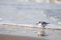 Sanderling | Strand Wassenaar | Niederlande