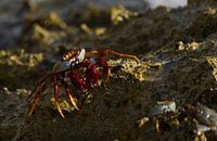 Rote Krabbe (Grapsus adscensionis) auf Felsen in der Nähe der Bögen auf Curaçao.