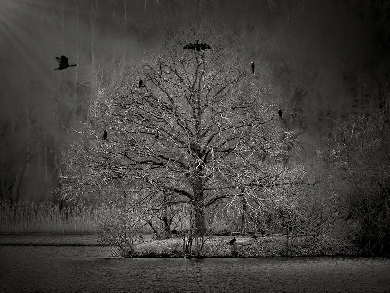 L'arbre aux cormorans par Maickel Dedeken