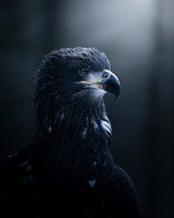 Porträt eines Weißkopfseeadlers