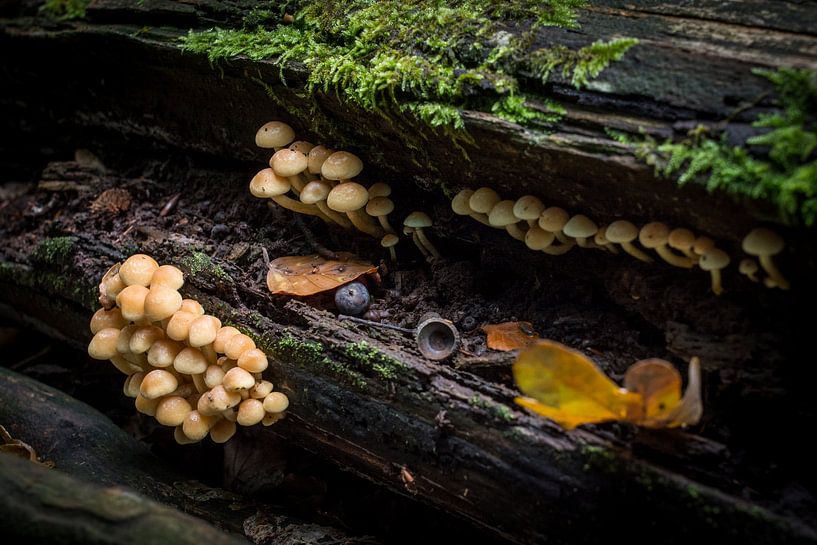 Paddenstoelen, herfst 2015 by Kees van der Rest