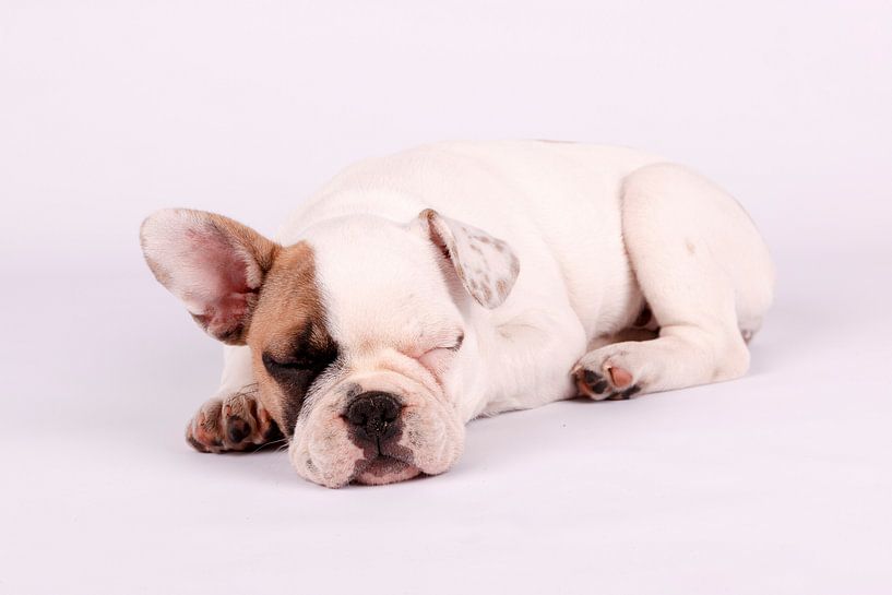 Mollie by LUNA Fotografie