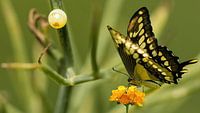 Swallowtail