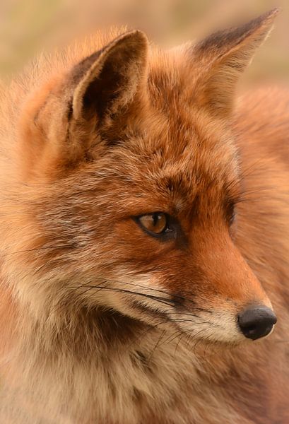 Portrait d'un renard par By Marjolein Design