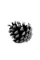 Tannenzapfen basic schwarz-weiß | Herbst- und Weihnachtsfarben neutral