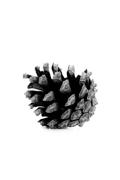 Pine cone basic black and white | Autumn and Christmas neutrals by Denise Tiggelman