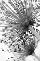 Dekorative Zwiebel, Allium