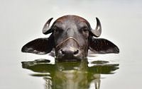 Cool cooling water buffalo in the Ken River in India