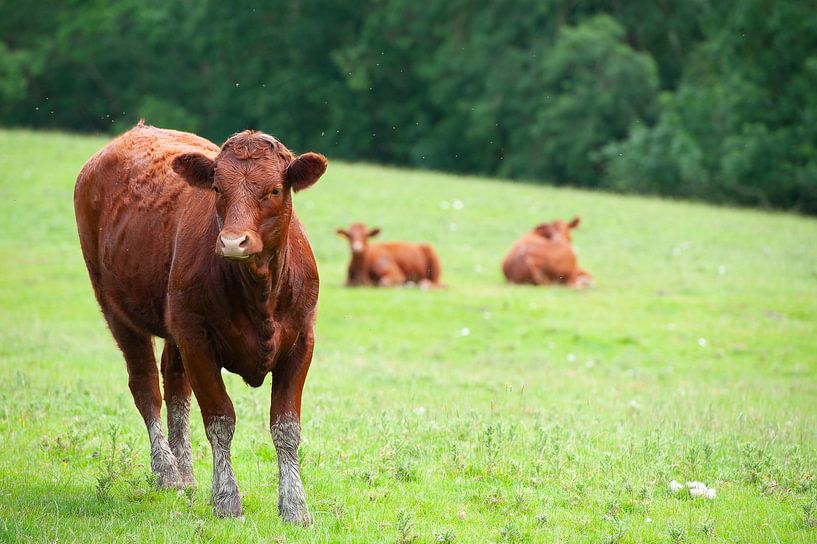 Wales cows in the meadow by Rene du Chatenier