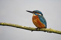 Ijsvogel op de uitkijk