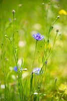Flowering cornflower