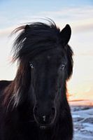 Islandpferd mit einem blauen und einem braunen Auge