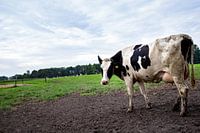 And cow in her meadow