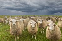 moutons sur la digue, moutons, moutons, moutons