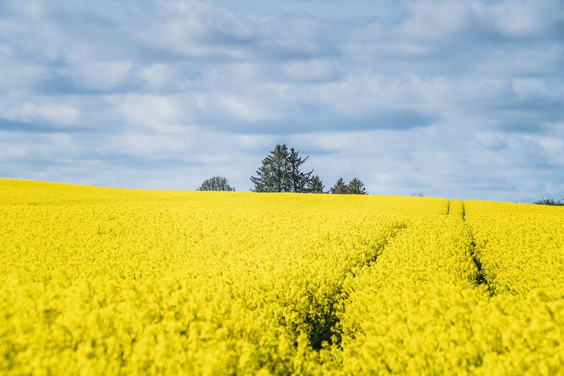 Die Einfachheit eines dänischen Senffeldes von Tina Linssen