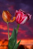 Tulpen in der Abenddämmerung