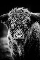 Schottischer Highlander