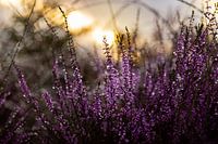 Le soleil levant derrière une plante de bruyère à la Posbank.