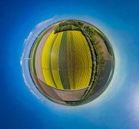 Bulb fields Northeast Polar