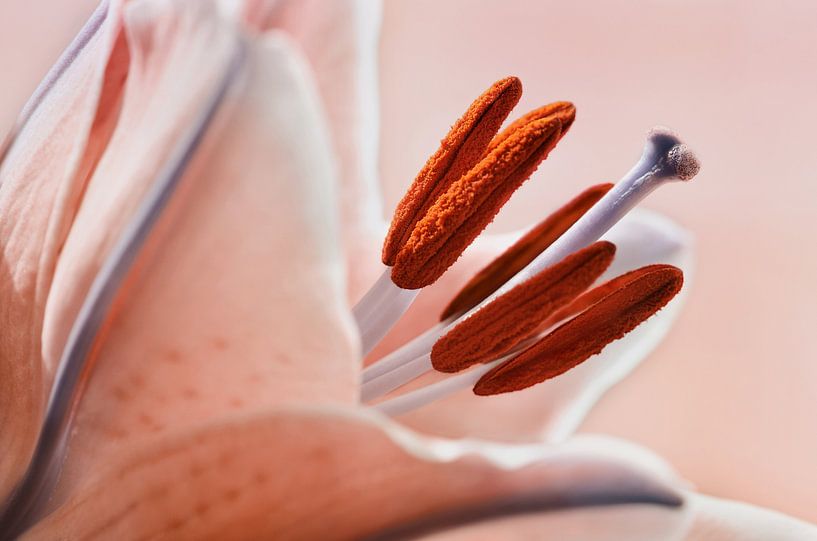 lis par Violetta Honkisz