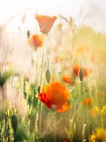 Poppies in morning light