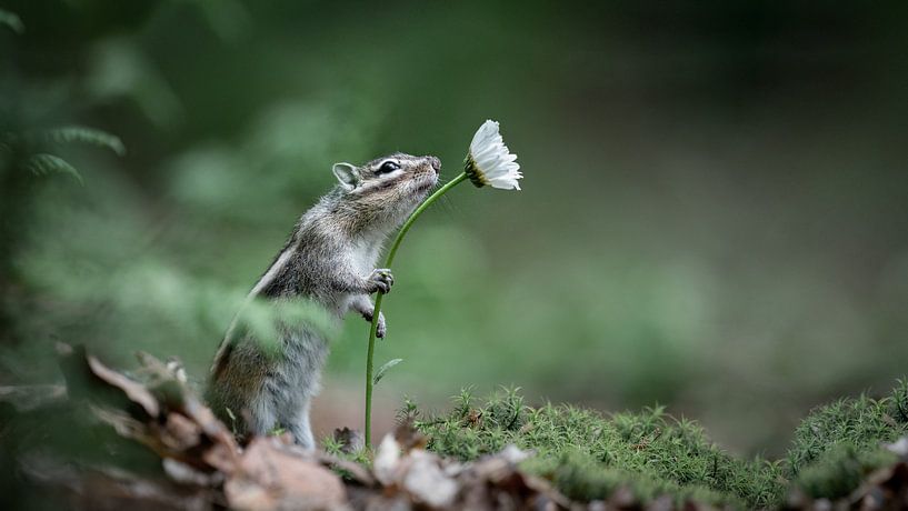 Neugieriger kleiner Kerl von Alex Pansier
