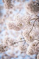 Die Blüte bedeutet, dass der Frühling begonnen hat