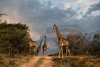 Giraffen auf dem Leadwood Big Game Estate