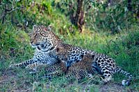 Léopard avec des bébés