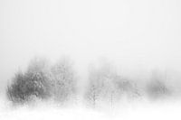 'WINTER' ,trees in the fog. Black-and-white photography.