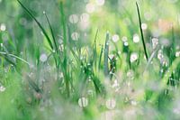 Bokeh by dew/rain drops in the grass