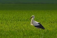 Storch im Gegenlicht