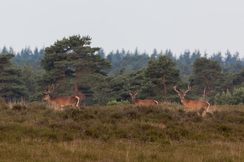 Edelherten op de heide bij Uddel by Evert Jan Kip