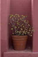 Fettpflanze im Terrakotta-Topf Stillleben