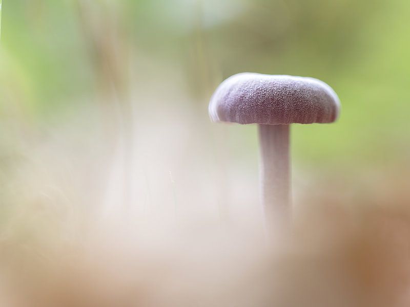 Mushroom by Karin Bijpost