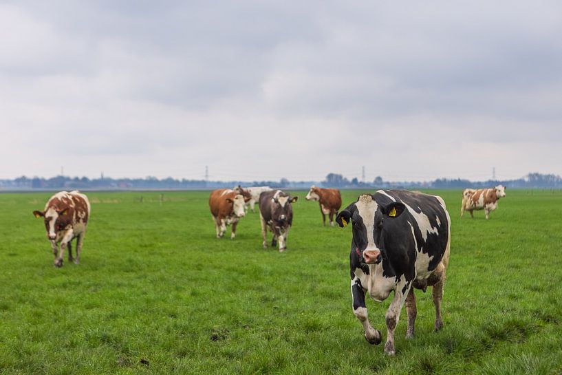 Kühe auf der Wiese von Daphne Kleine