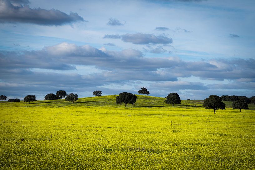Collines jaunes par Scheev fotografie: Wilma Sloot