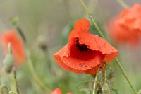 Poppy with a bokeh of green and red as background