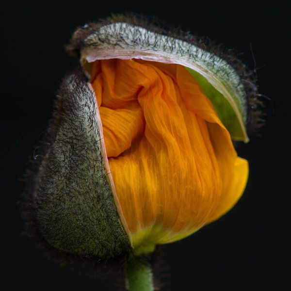 orange poppy by Bert Bouwmeester
