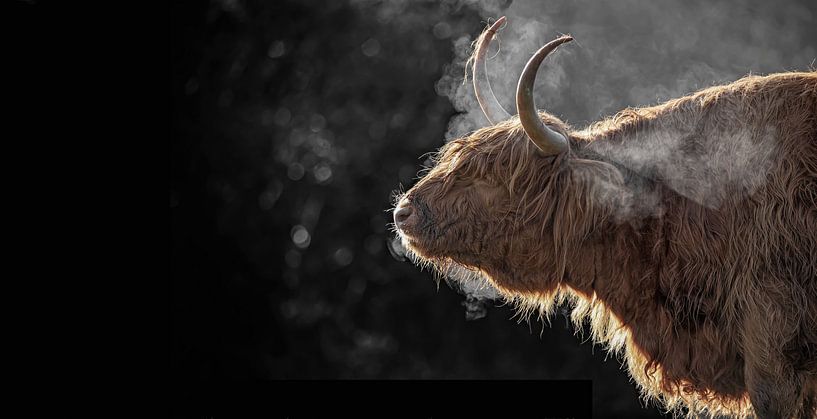 Scottish Highlander in the freezing cold on Texel. by Justin Sinner Photography (Photographer on Texel)